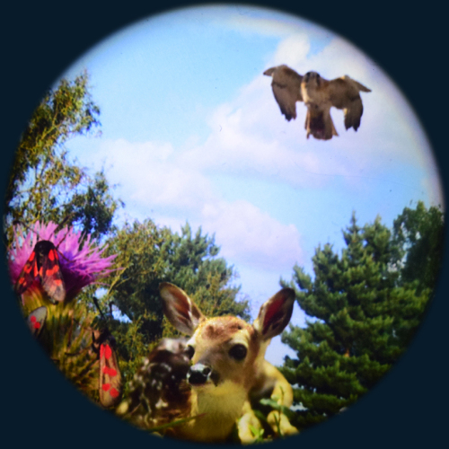 Max Effect Woodland - 9” Picture Wheel